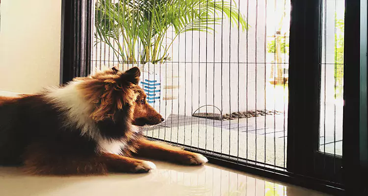 Sliding Screen Pet Door Repair in Leisure City, FL